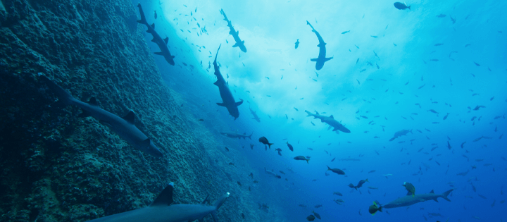 Los documentales sobre la naturaleza de nuestros océanos llegarán a Netflix en 2023 y más allá.